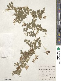 Vicia japonica image