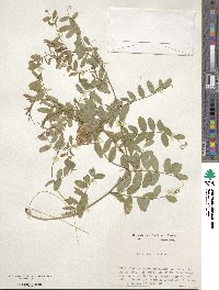 Vicia japonica image