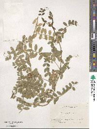 Vicia japonica image