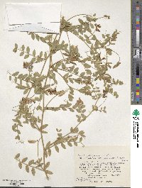 Vicia japonica image