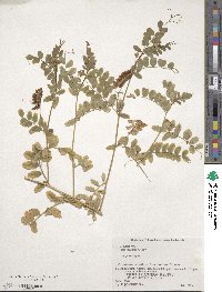 Vicia japonica image