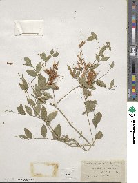 Vicia japonica image