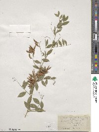 Vicia japonica image