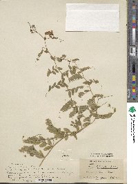 Vicia japonica image