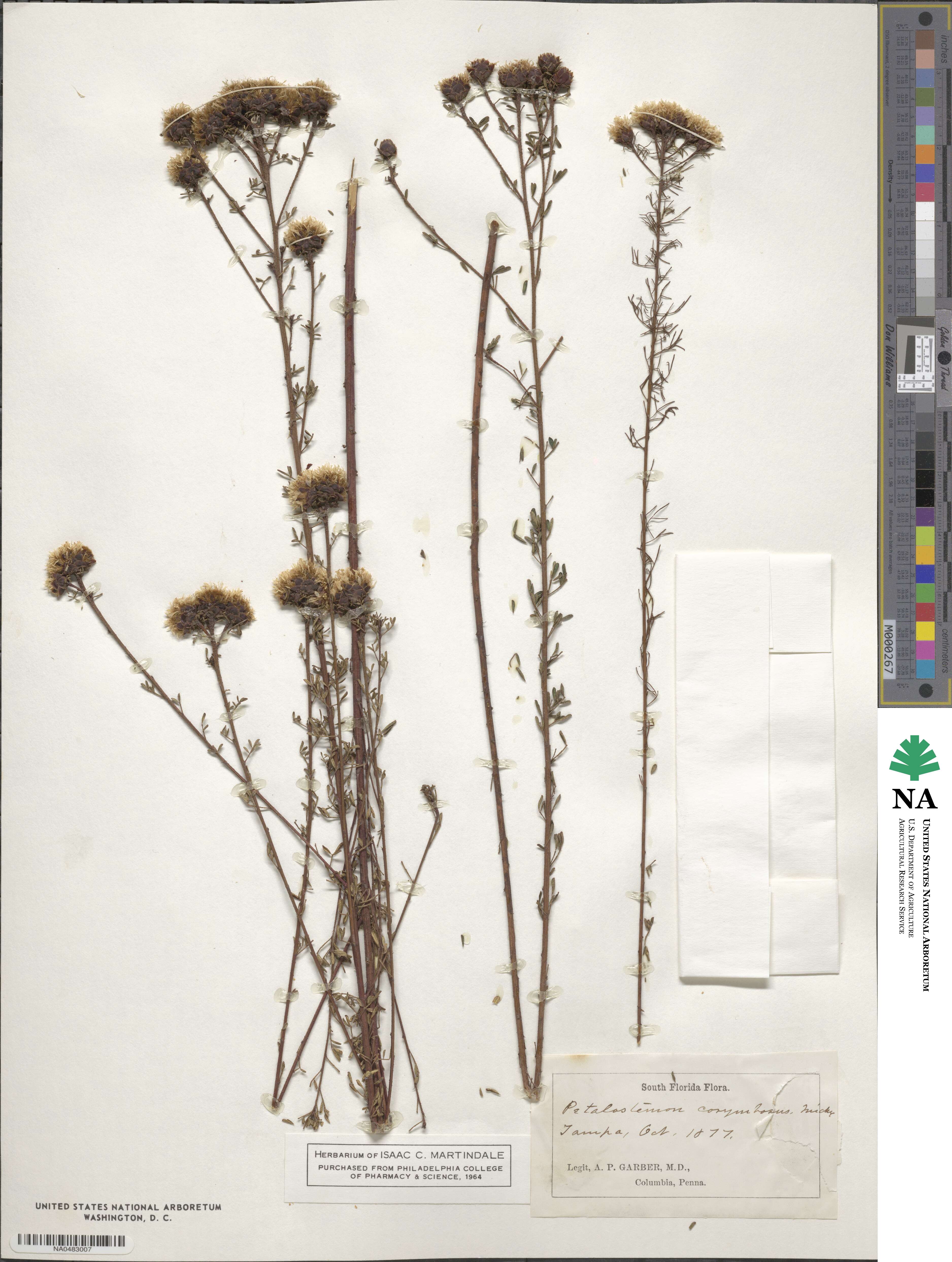 Dalea pinnata var. pinnata image