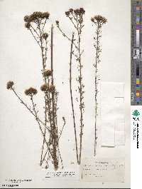 Dalea pinnata var. pinnata image