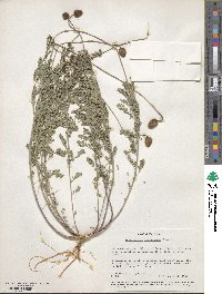 Dalea emarginata image