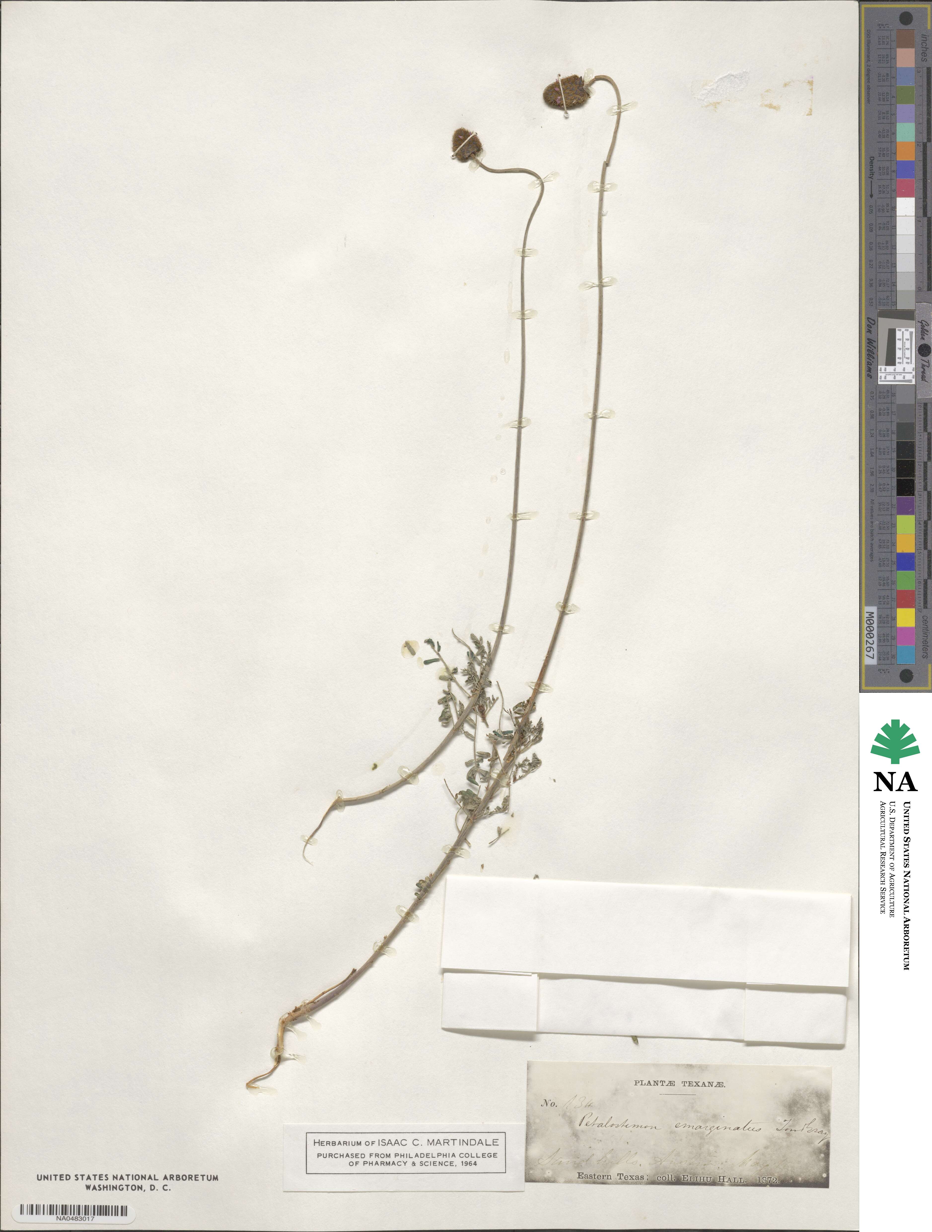 Dalea emarginata image
