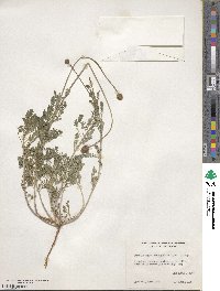 Dalea emarginata image