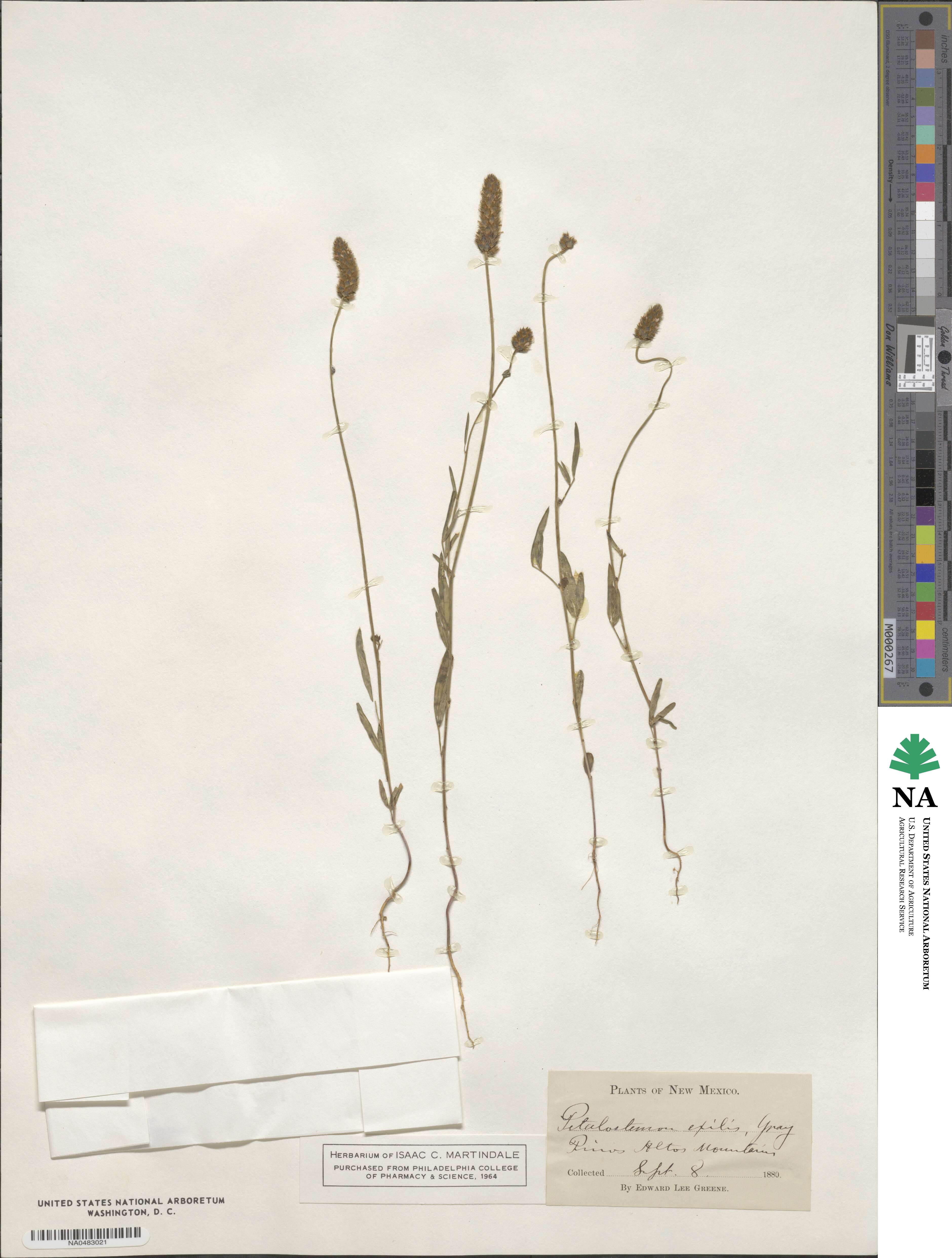 Dalea exigua image