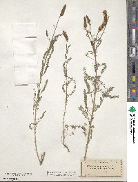 Dalea phleoides image