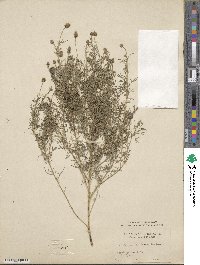 Dalea purpurea image