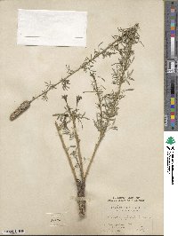 Dalea purpurea image