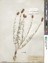 Dalea purpurea image