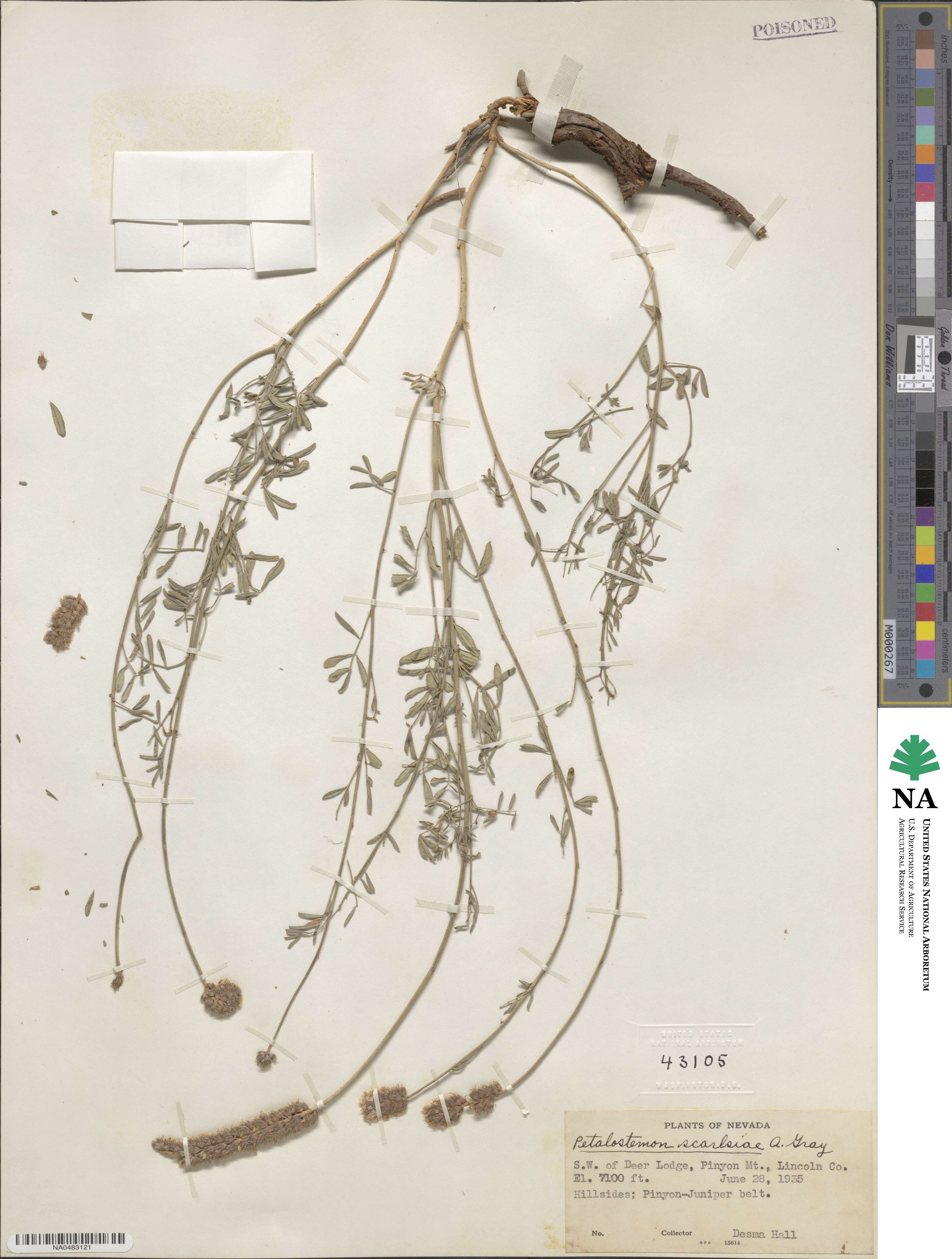 Dalea searlsiae image