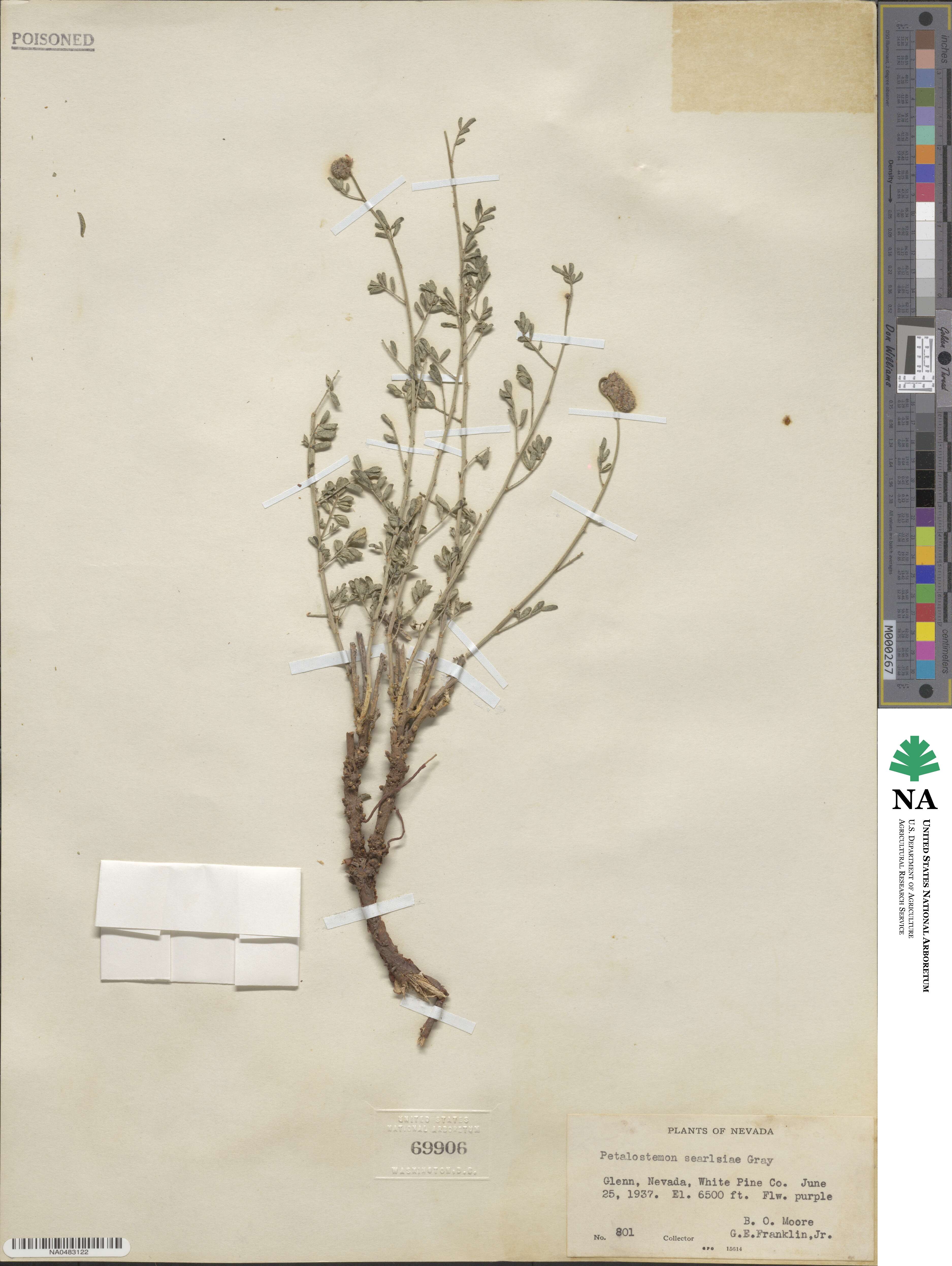 Dalea searlsiae image