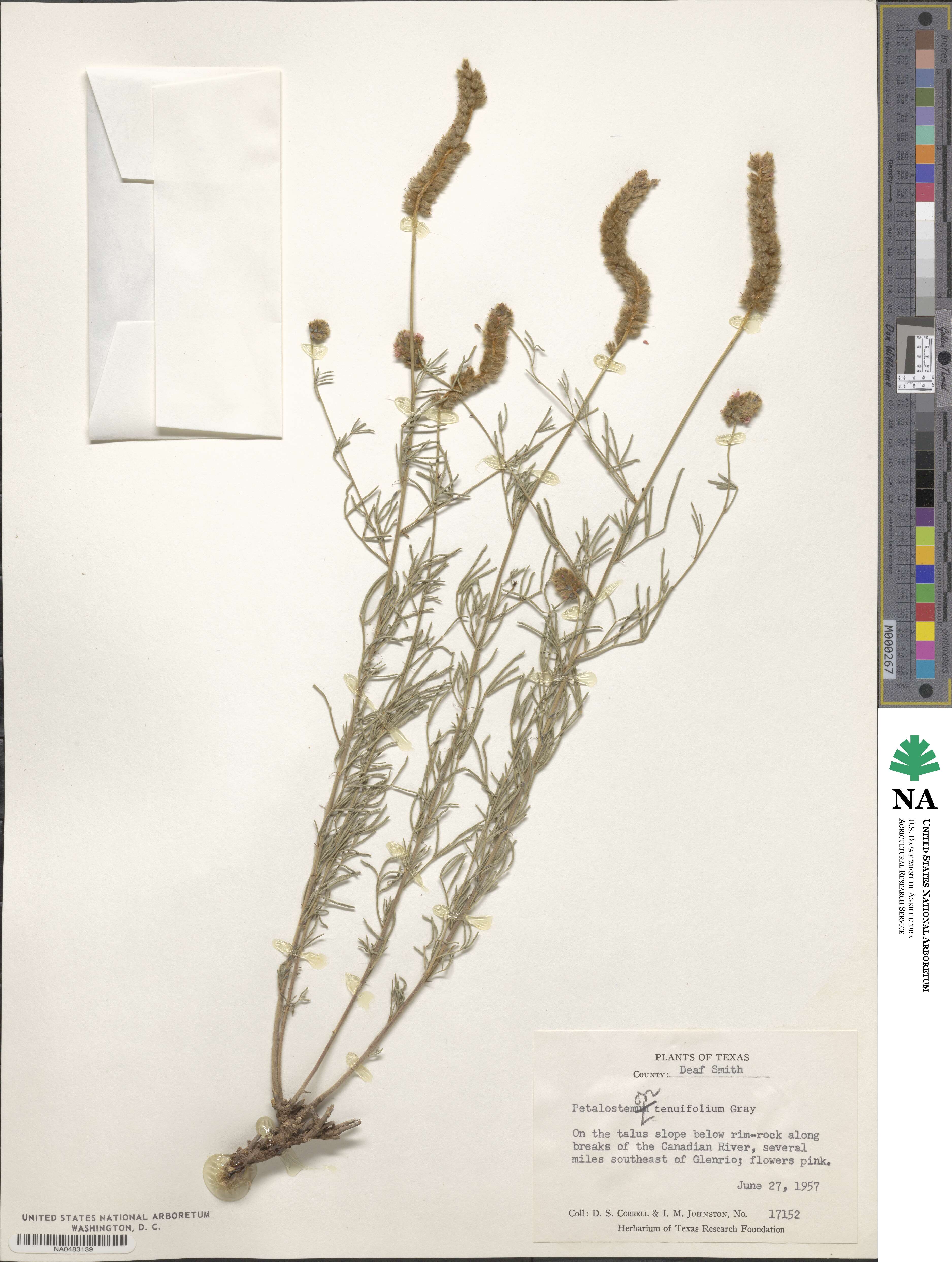 Dalea tenuifolia image