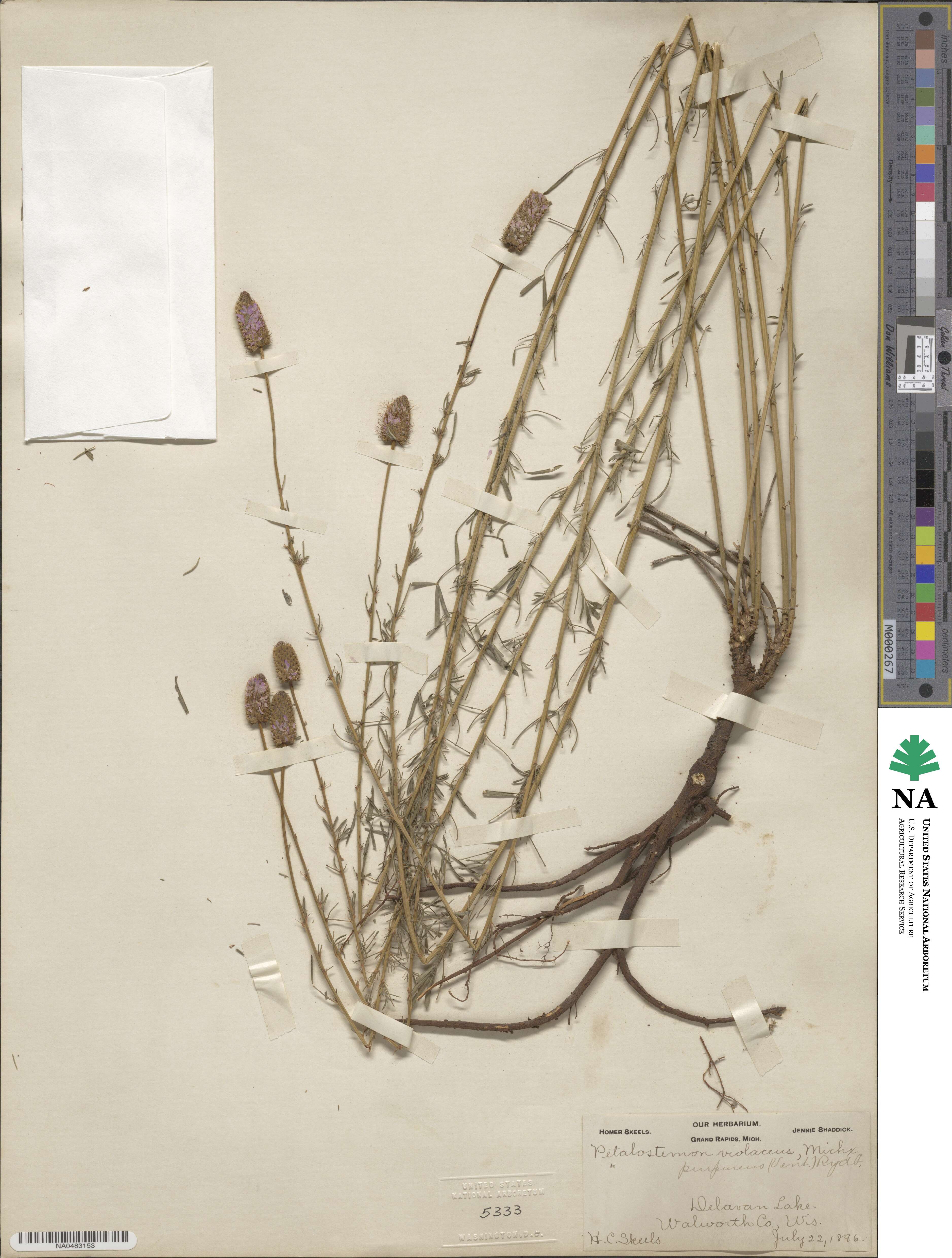 Dalea purpurea var. purpurea image