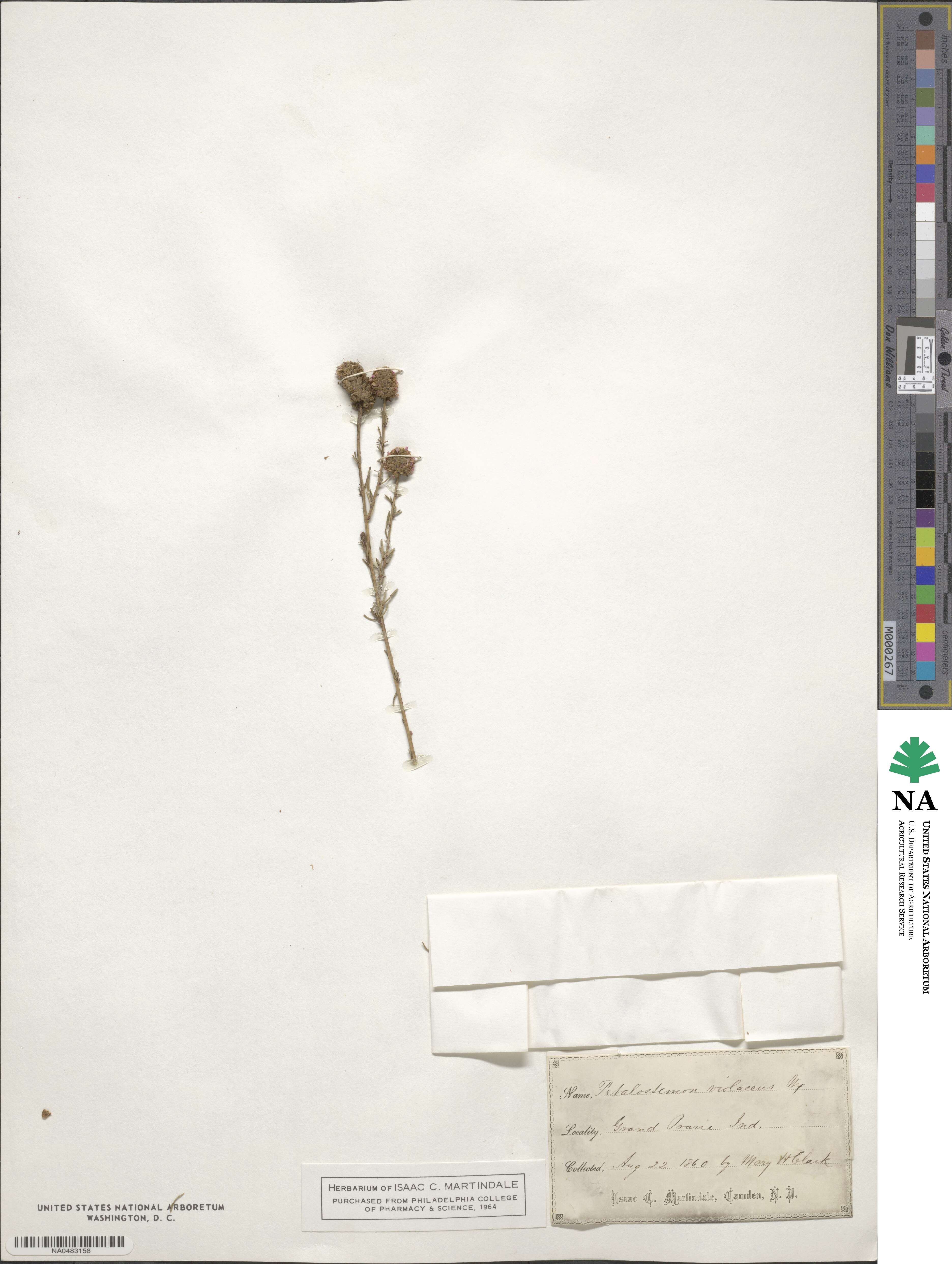 Dalea purpurea image