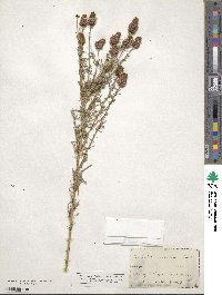 Dalea purpurea var. purpurea image