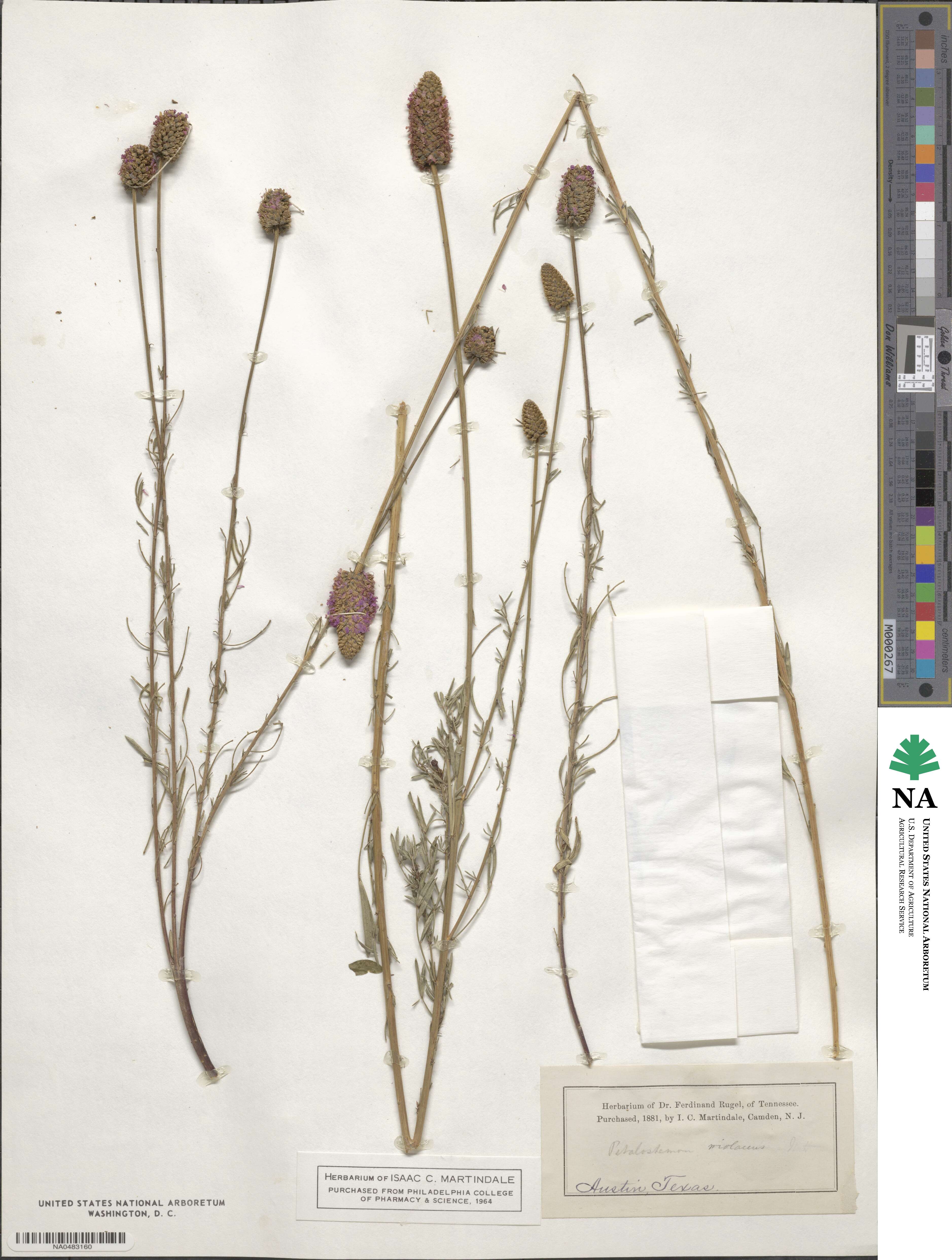 Dalea purpurea var. purpurea image