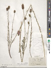 Dalea purpurea image