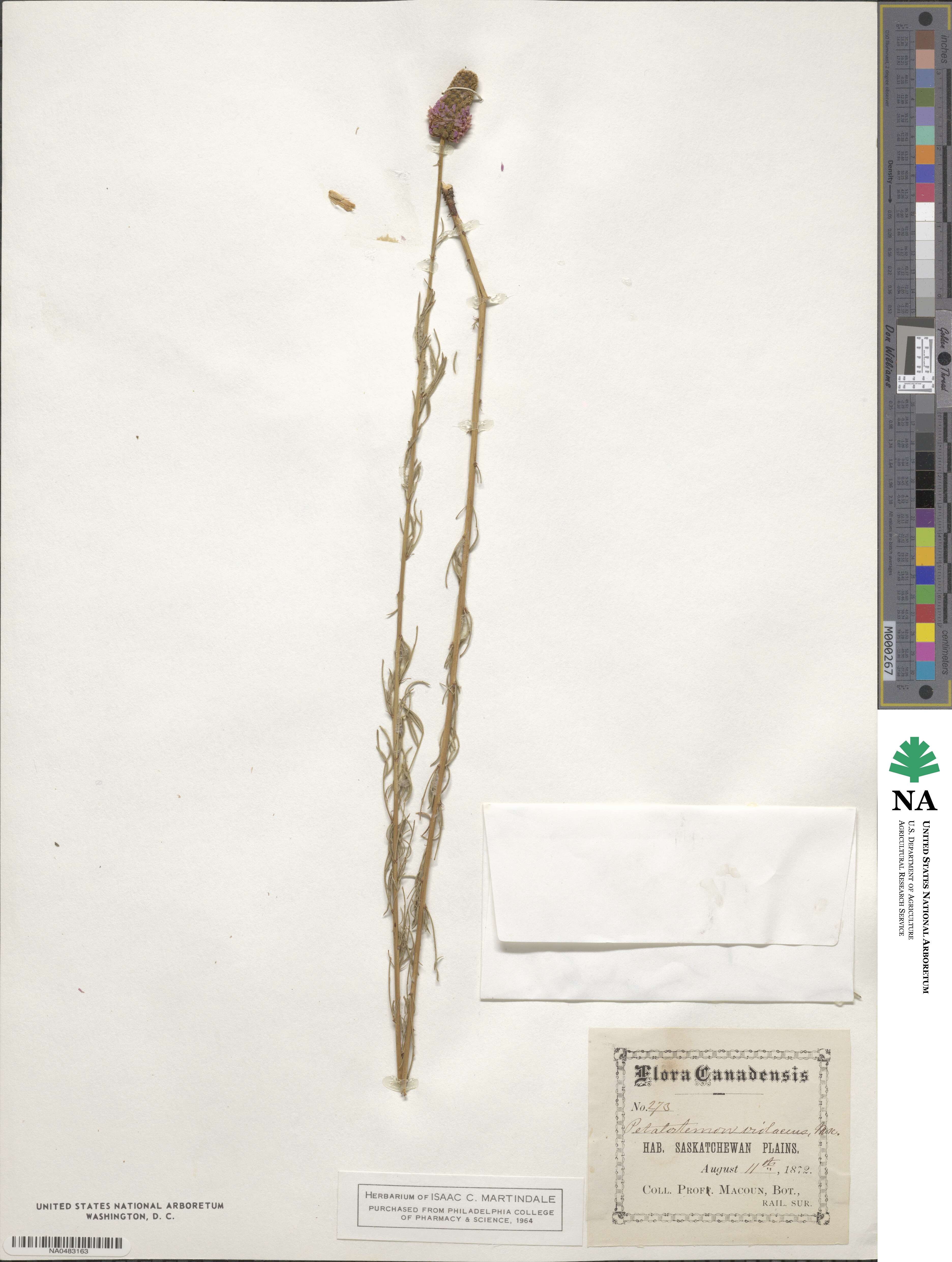 Dalea purpurea var. purpurea image