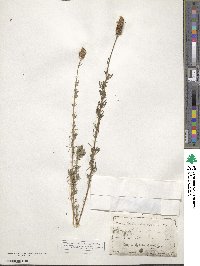 Dalea purpurea var. purpurea image