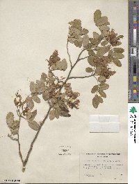 Image of Harpalyce arborescens