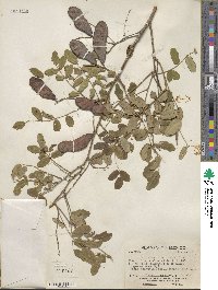 Harpalyce arborescens image