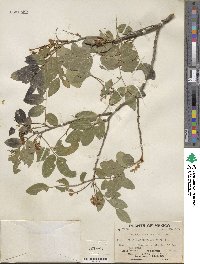 Harpalyce arborescens image