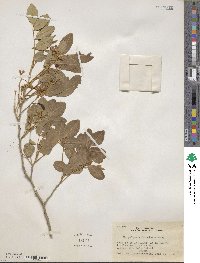 Harpalyce arborescens image