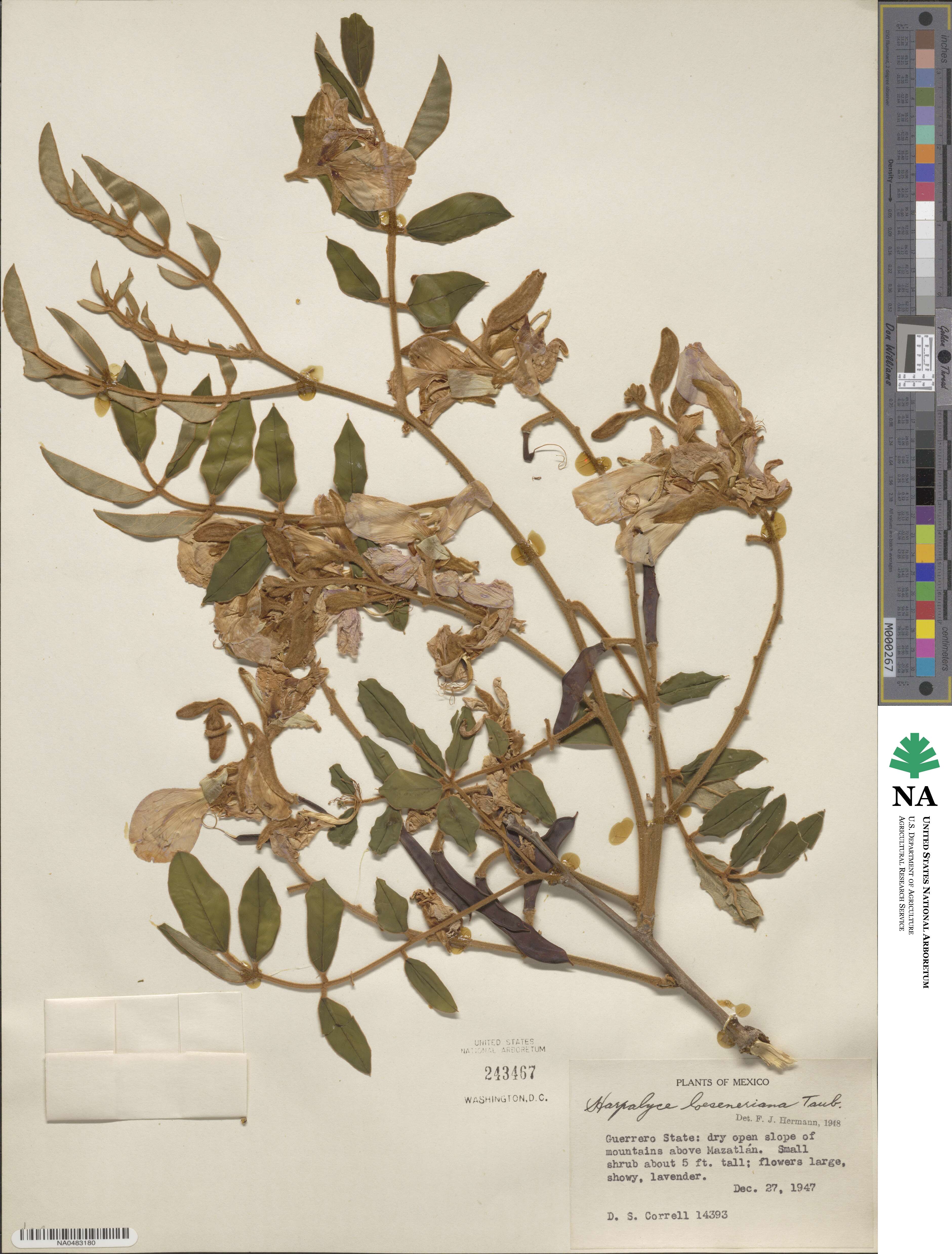 Harpalyce formosa var. formosa image