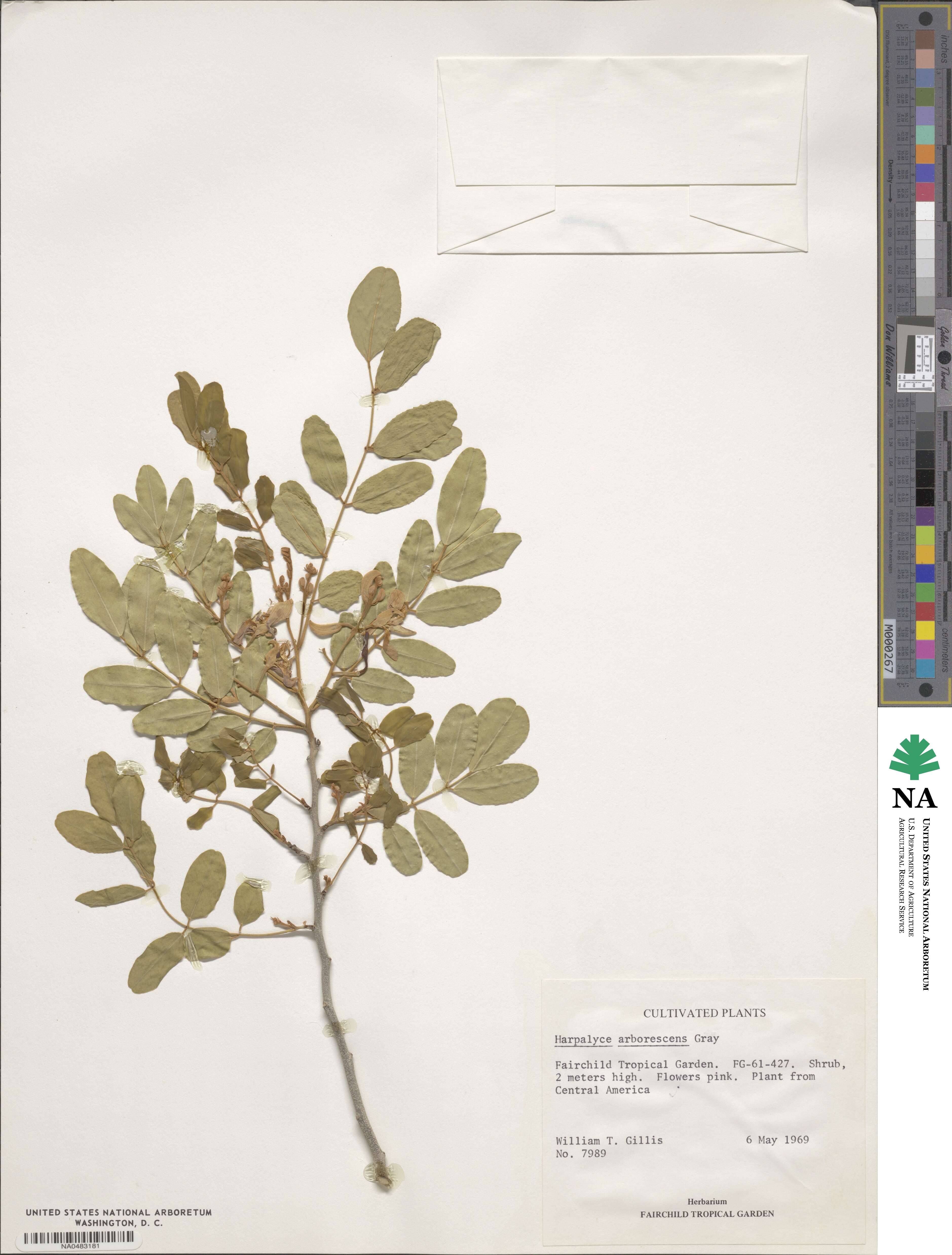 Harpalyce arborescens image