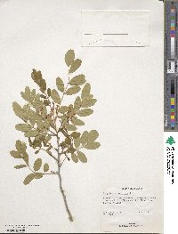 Harpalyce arborescens image