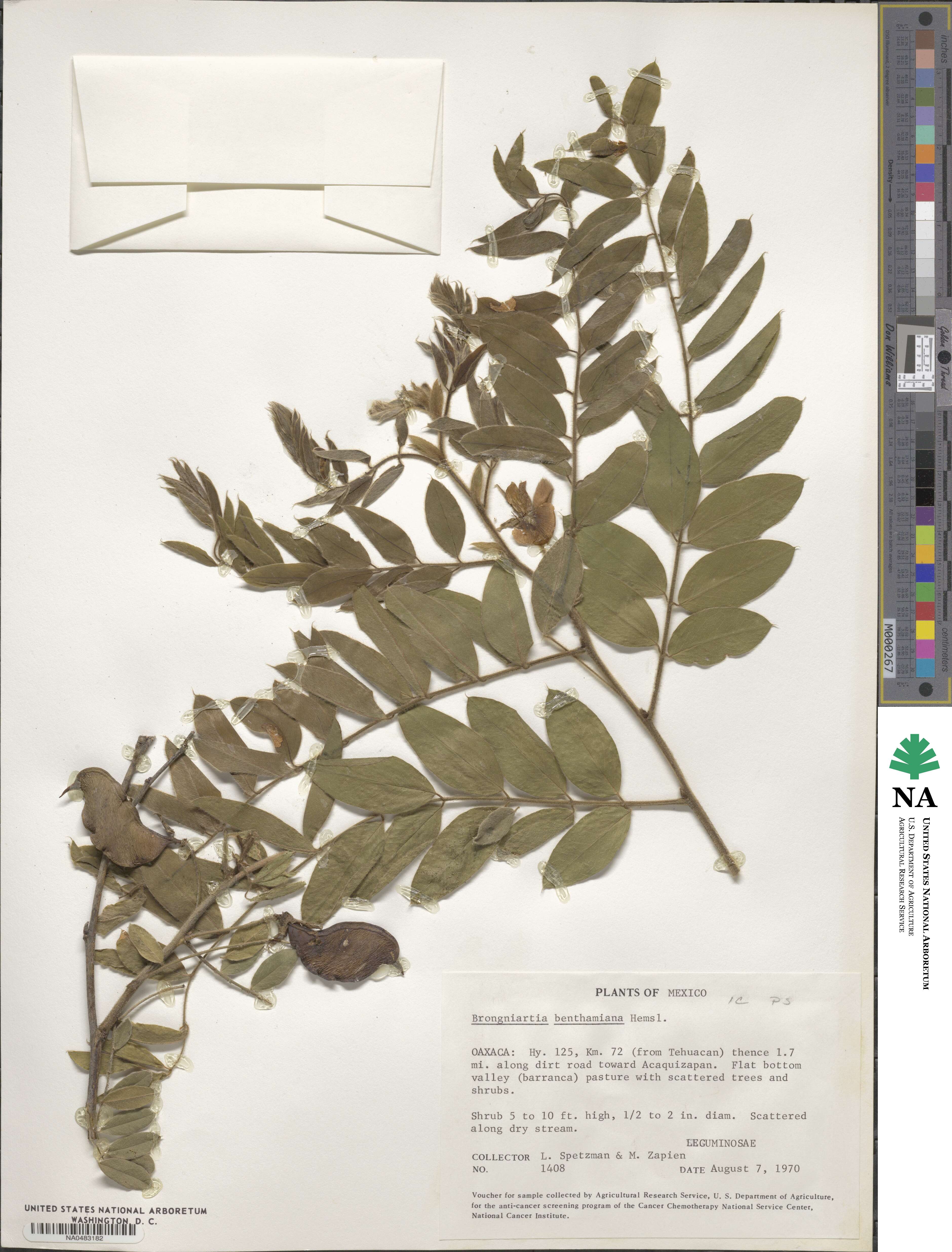 Brongniartia benthamiana image