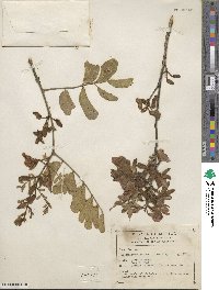 Brongniartia goldmanii image