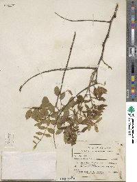 Brongniartia goldmanii image