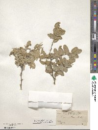 Image of Brongniartia parryi