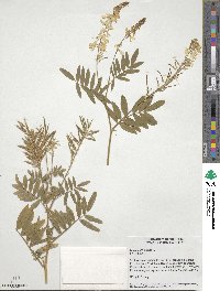 Galega officinalis image