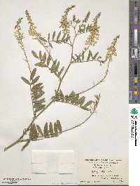 Galega officinalis image