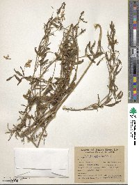 Galega officinalis image