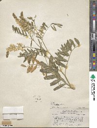 Galega officinalis image