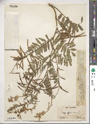 Galega officinalis image