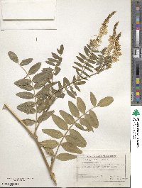 Galega officinalis image