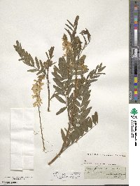 Galega officinalis image