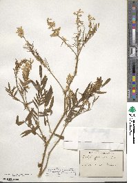 Galega officinalis image