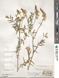 Galega officinalis image