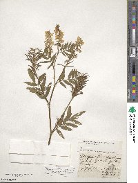 Galega officinalis image