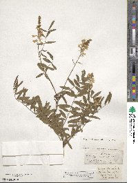 Galega officinalis image